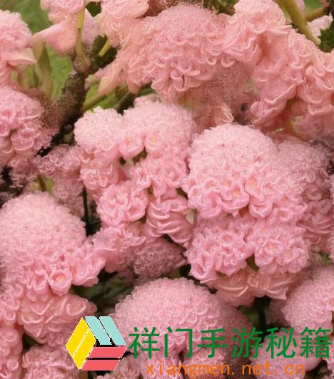 国产尺码与欧洲尺码对照表详解 轻松选购适宜服饰的新攻略
